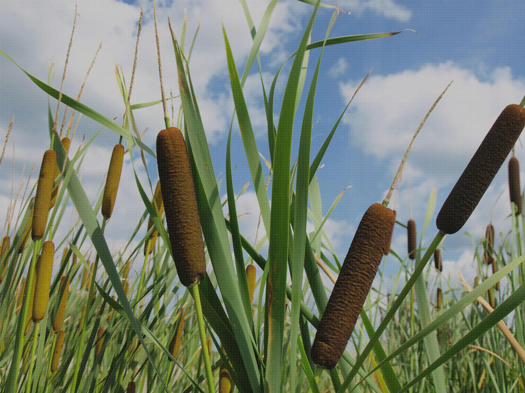 typha-4-c